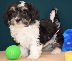 Reservations Now Being Taken For Havanese Pups