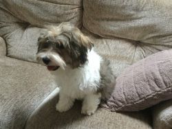 Lovely Pure Havanese Boy For Sale!