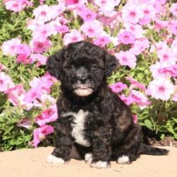 Havapoo Puppy Litters for Sale!