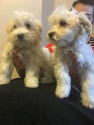 Havanese Puppies Pure Bred