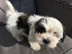 Kc Reg Havanese Puppies - Ready To Leave Now