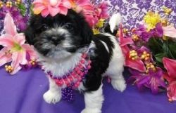 Male and female Havanese Puppies available