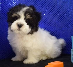 Lovely Havanese Puppies For Sale