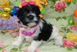 AKC Black and white Havanese puppies ready