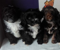 Coloured Havenese Puppies For Sale