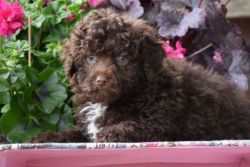 Havenese Puppies For Sale