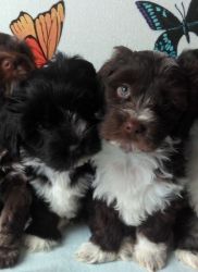 Kc Reg'd Coloured Havenese Puppies For Sale