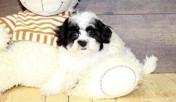 Lovely Havanese Puppies For Sale