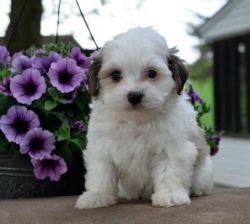 Pure Havanese Puppy Boy For Sale