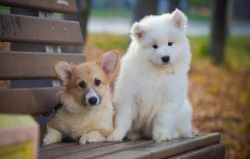 MALE AND FEMALE HARVANESE PUPPIES