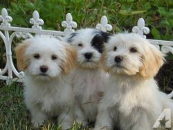 Pure Havanese Puppy Boy For Sale