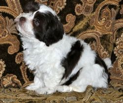 Affectionate Havanese Puppies For Sale