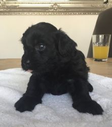 Playful Havanese Pupies Available