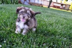 white and chocolate color HAVANESE pups ready