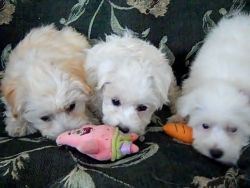 AKc Registered Havenese Puppies For Sale