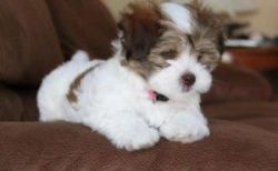Havanese puppy for Adoption