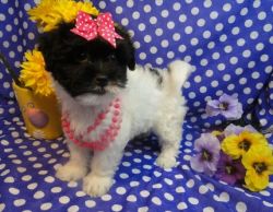 Beautiful Havanese Puppies For Sale