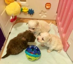 Pedigree Havanese Puppies Available (xxx)-xxx-xxxx