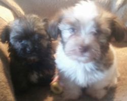 Small, nonshedding, hypoallergenic puppies