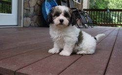 AKC Havanese Puppies For Sale