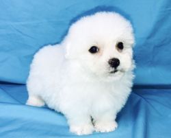 Adorable Havanese Puppies for Sale