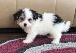 Affectionate Havanese Puppies Available