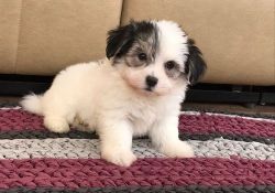 Adorable Havanese Puppies For Sale.