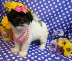 Male and female Havanese puppies