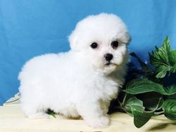 Beautiful Havanese Puppies Male and Female