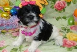 Well socialized Havanese puppies.