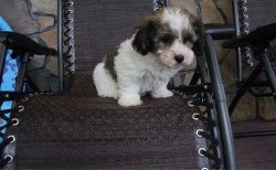 Little exceptional Havanese Puppies Ready Now