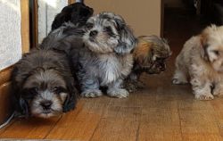 Cute Male and female Havanese Puppies