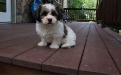 Havanese puppies Available Now