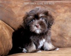 Havanese looking for a new family