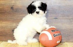 Gorgeous Male and Female Havanese Puppies