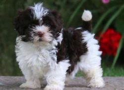 Male and female Havanese Puppies