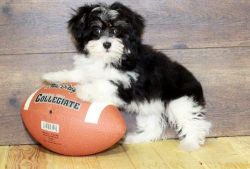 Well socialized Havanese puppies