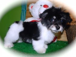 Havanese Puppies. Financing Avail.