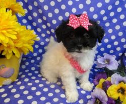 Absolutely Beautiful Havanese puppies Available