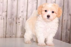 Lovable Havanese Pup available for rehome