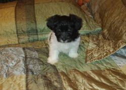 Gorgeous Ch sired Havanese puppies for sale