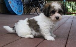 Very handsome and healthy Havanese Puppies