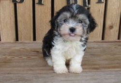 AKC Registered Male and Female Havanese Puppies