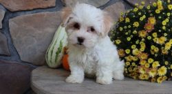 Very Well Socialized Havanese Puppies