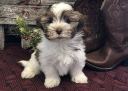 Well Socialized Male and Female Havanese Puppies