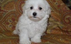 Adorable, AKC Registered Havanese Puppies