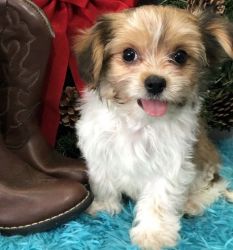 AKC-Registered Male and Female Havanese Puppies