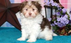 Soft, Fluffy Coat Havanese Male and Female Puppies