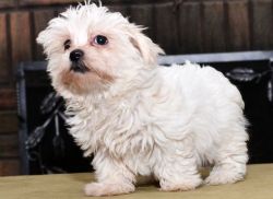 Amazing AKC Male and Female Havanese Puppies