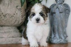 Micro-chipped Male and Female Havanese Puppies